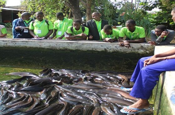Formation en pisciculture : Des jeunes et des femmes affinent leur formation en passant de la théorie à la pratique