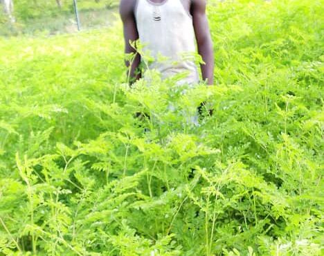 Exploitation de feuilles de Moringa en progrès