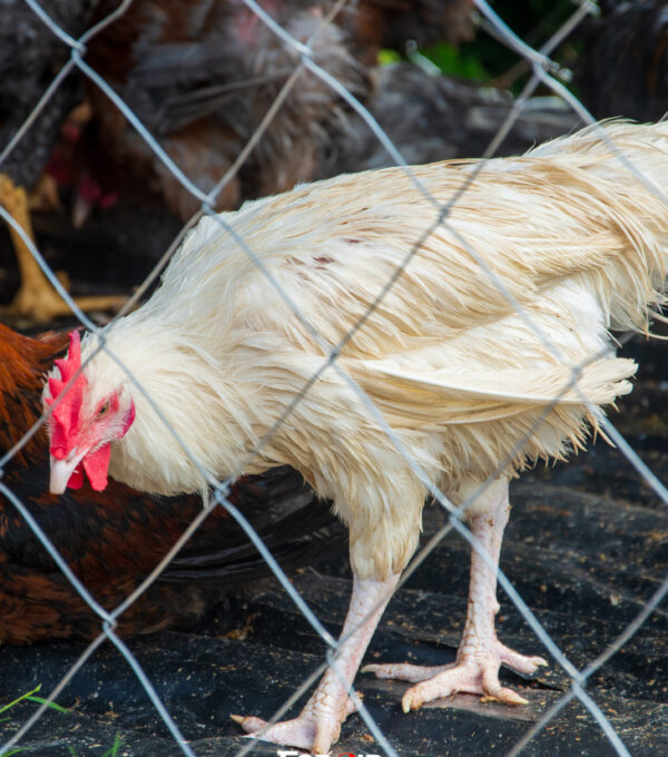 Aviculture
