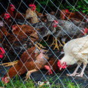 Aviculture