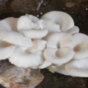 Myciculture