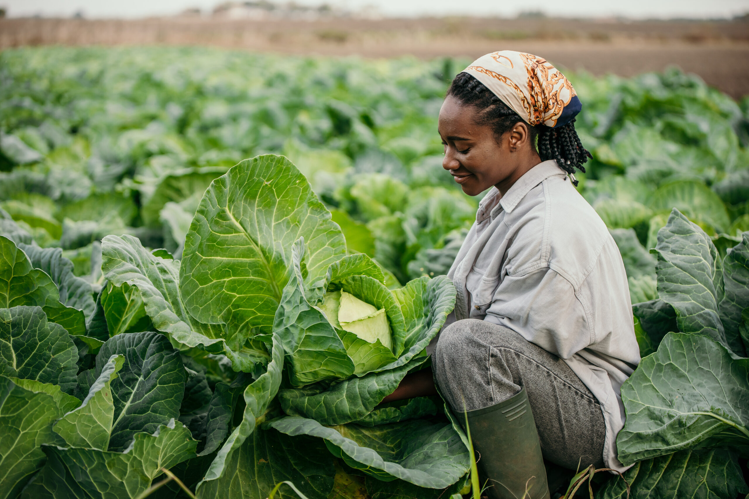 Young african american woman farmer checking a cabbage in a cultivated field, taking care of her plants